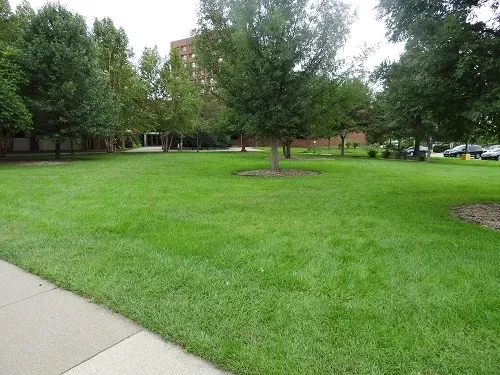 Lawn area outside of the School of Education