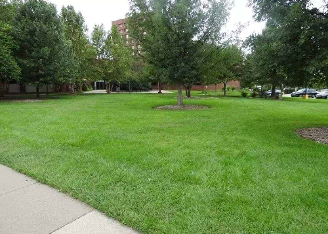 Lawn area outside of the School of Education
