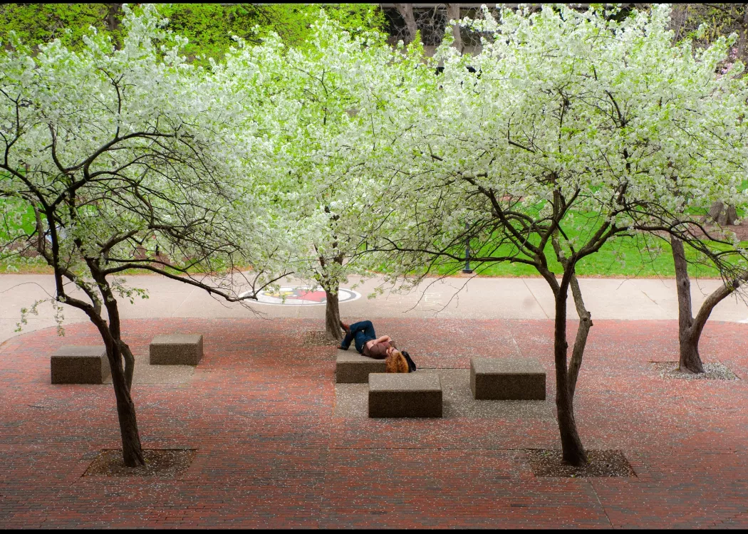 Student resting with many blooming trees in the Quad