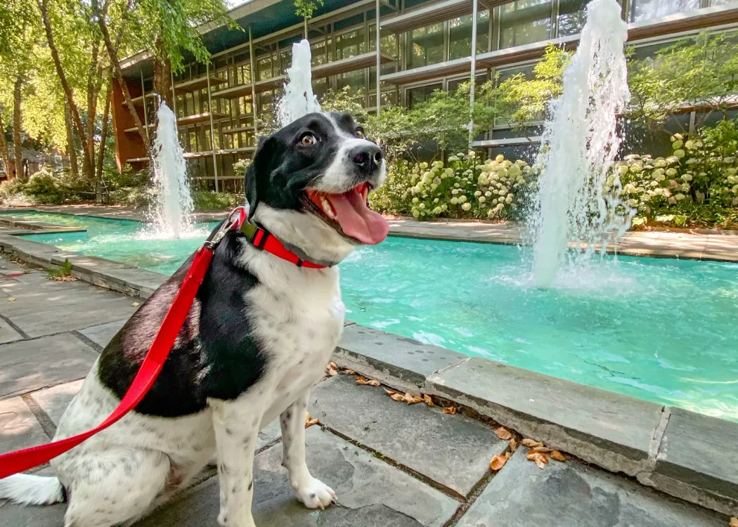 A black and white dog with a red leash sits next to Schneider Hall fountains. He's looking directly at the photographer with a panting smile, behind him is a blue pool of water with fountains shooting upward.